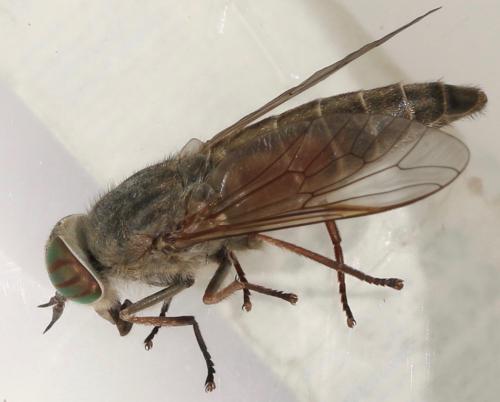 Hybomitra distinguenda
